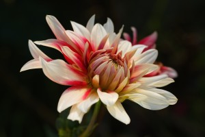Dahlia Cream and Red